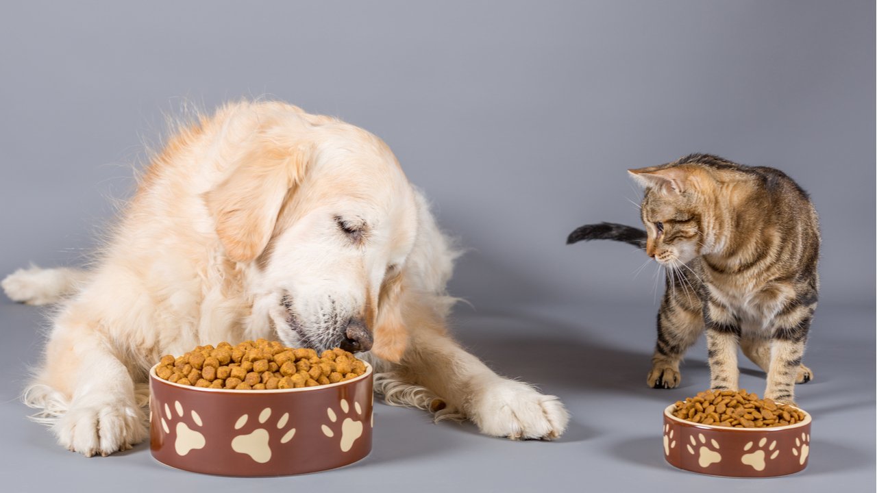 mascotas alimentos 9